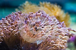 Sea anemones