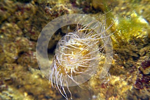 Sea anemones