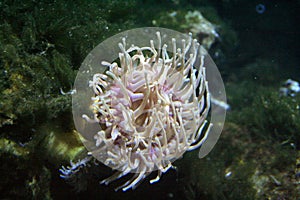 Sea anemones