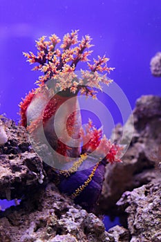 Sea anemones