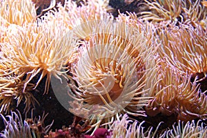 Sea anemones