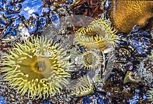 Sea anemones animals of the order Actiniaria photo