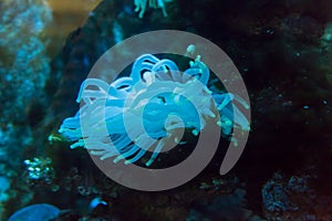 Sea anemones in the aquarium