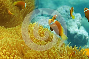 Sea anemones and clownfish shoal