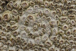 Sea Anemones cover a rock