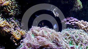 Sea anemones with different coloration in a home aquarium setting