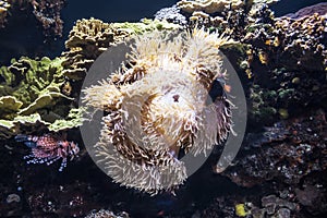 Sea anemones  a group of marine, predatory animals of the order Actiniaria photo