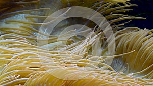 Sea anemones are a group of marine,Sea anemones are classified in the phylum Cnidaria