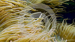 Sea anemones are a group of marine,Sea anemones are classified in the phylum Cnidaria