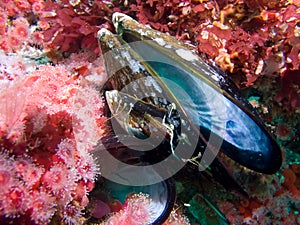 Sea Anemones and mussel shell