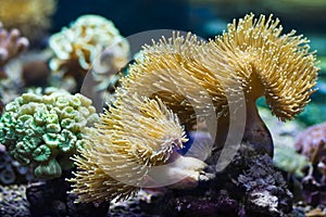 Sea anemones, predatory animals