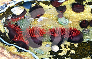 Sea anemones in a rock pool