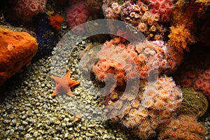 Sea anemones and starfish