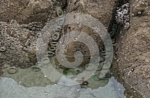 Sea Anemones in a tidepool