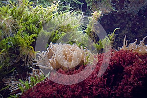 Sea anemones and sea weeds