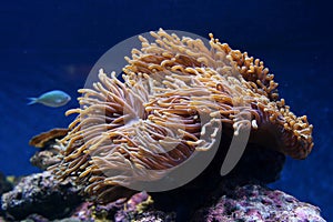 Sea Anenome