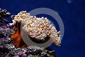 Sea Anenome