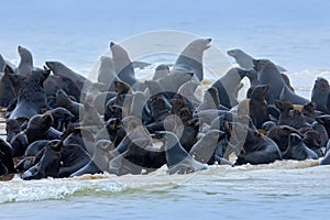 Sea animals. Colony of Cape Brown fur seal, Arctocephalus pusillus, a lot of animals on the beach. Art view nature on the, Walvis