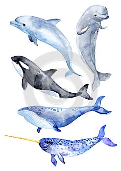 Sea animals isolated on white background. Killer whale, blue whale, beluga whale, narwhal and bottlenose dolphin