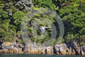 Sea animals in New Zealand, Abel Tasman Park