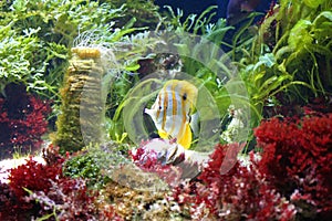 Sea Aquarium