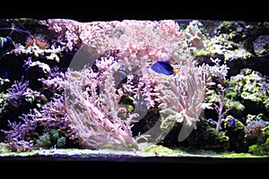 sea aquarium background