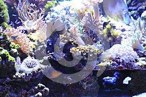 sea aquarium background