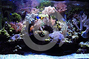 sea aquarium background