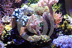 sea aquarium background