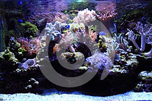 sea aquarium background