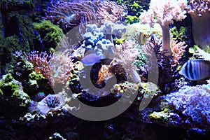 sea aquarium background