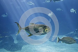 Sea aquarium fishes passing by