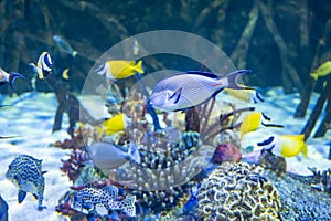 Sea aquarium with salt water and differenet colorful coral reef fish