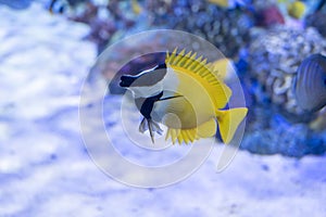 Sea aquarium with salt water and differenet colorful coral reef fish