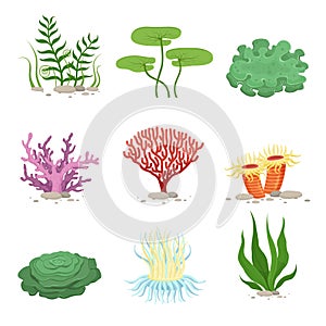 Sea aquatic fauna underwater plants and corals. Vector colorful ocean element