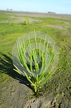 Sea asparagus in the sand