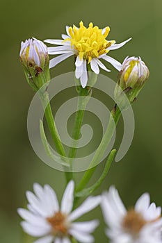 Sea Aster