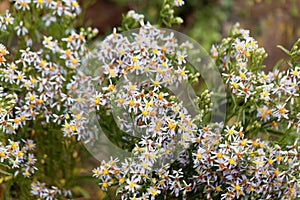 Sea aster Tripolium pannonicum