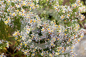 Sea aster Tripolium pannonicum