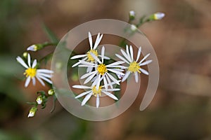 Sea aster Tripolium pannonicum