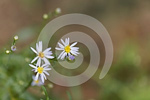 Sea aster Tripolium pannonicum