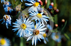 Sea aster or Tripolium pannonicum, beautiful lilac little wild flower movement under the wind in vibrant light.