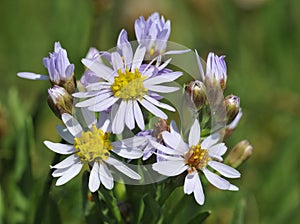 Sea Aster