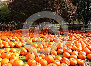 Sea of Autumn Pumpkins