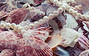 Sea background with colorful shells of different shapes and size