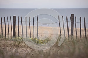 Sea background with sand and plants close-up. Wooden fence by the beach, coastal vegetation with grass and yellow flowers. Moody,