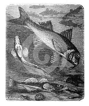 Sea barbel Mullus barbatus old Antique illustration from Brockhaus Konversations-Lexikon 1908