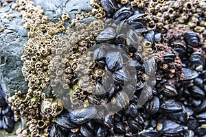 Sea barnacles and mussels