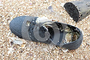 Sea barnacles and shells encrusted on the rock