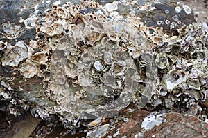 Sea barnacles and shells encrusted on the rock